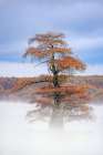 Morning mist and autumn colors on Caddo Lake, Texas. Art Print